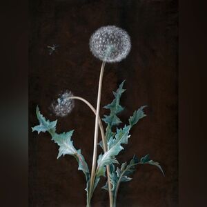 Elegant Dandelion Art Print